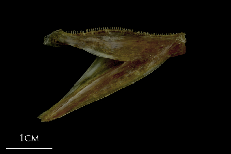 Spanish mackerel dentary medial view