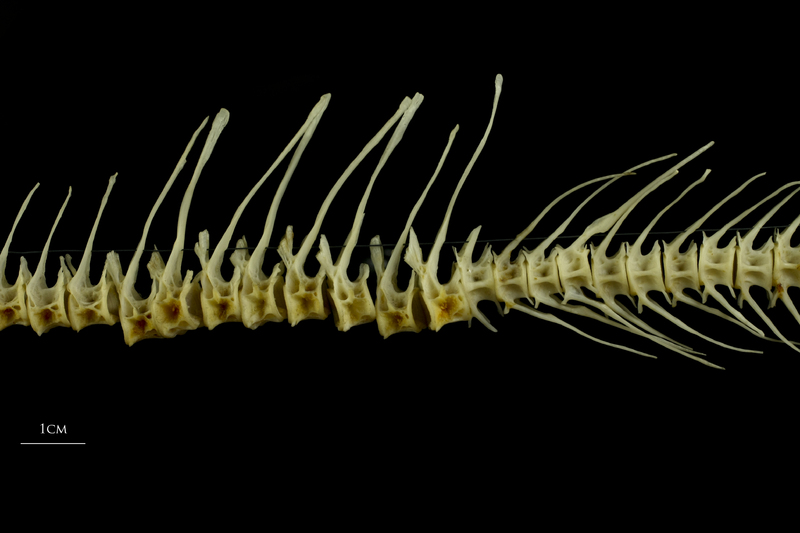 Barbel precaudal vertebra lateral view