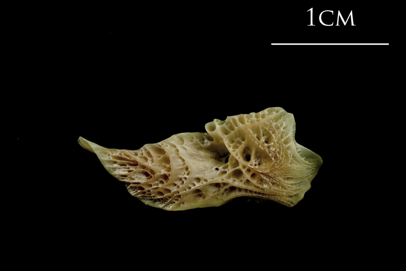 Turbot posttemporal medial view