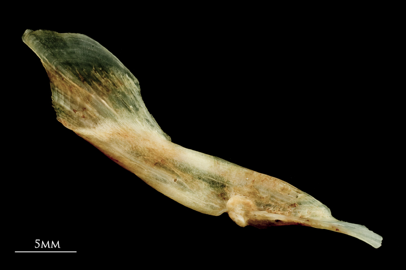 Garfish maxilla lateral view