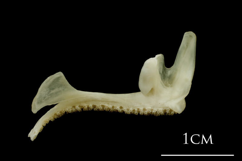 Haddock premaxilla medial view