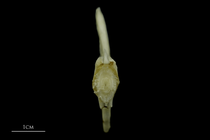 Grey Triggerfish ultimate vertebra anterior view