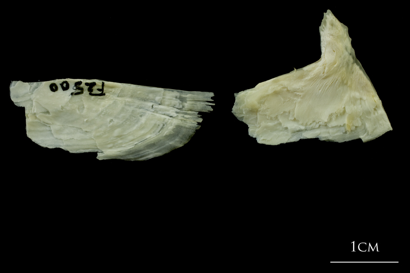 Northern pike subopercular lateral view