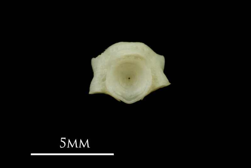 Red mullet first vertebra anterior view