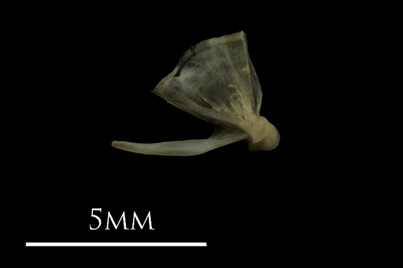 Eelpout quadrate medial view