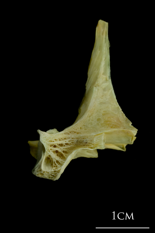 Saithe first vertebra lateral view