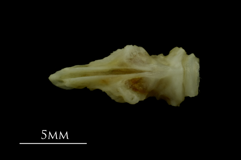 Mediterranean moray basioccipital ventral view