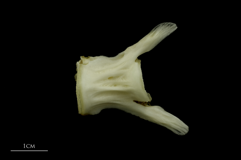 Grey Triggerfish caudal vertebra lateral view