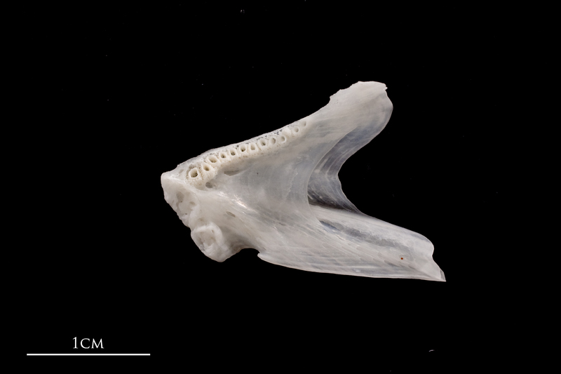 European flounder dentary medial view