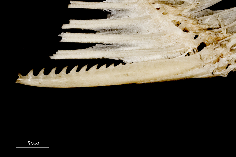 Common carp serrated spine medial view