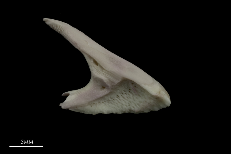 Parrot fish premaxilla medial view