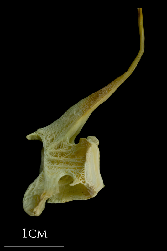 Saithe precaudal vertebra lateral view