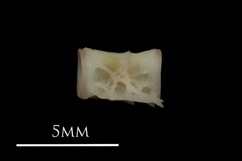 European eel precaudal vertebra lateral view