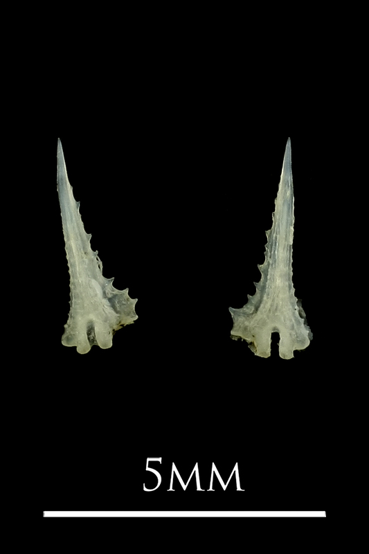 Three-spined stickleback spine posterior view