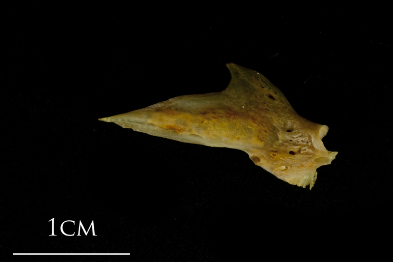 Thinlip grey mullet  articular lateral view