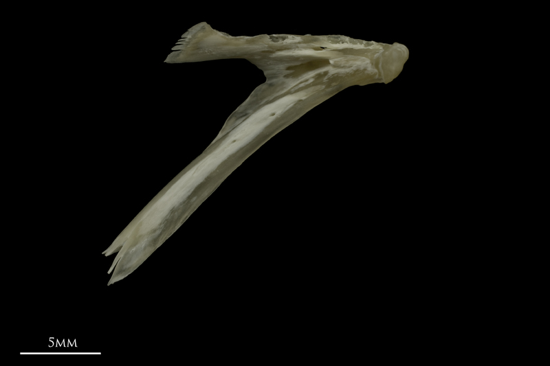 Grayling dentary medial view