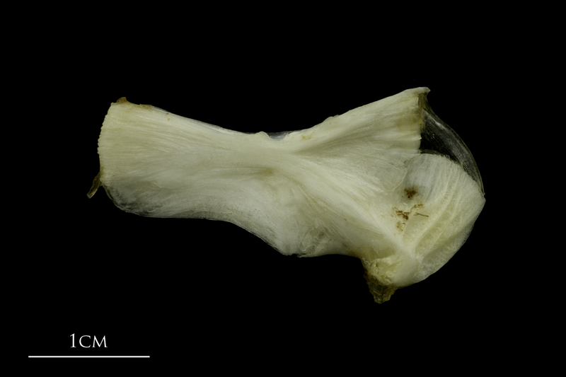 Grey Triggerfish ceratohyal epihyal complex lateral view