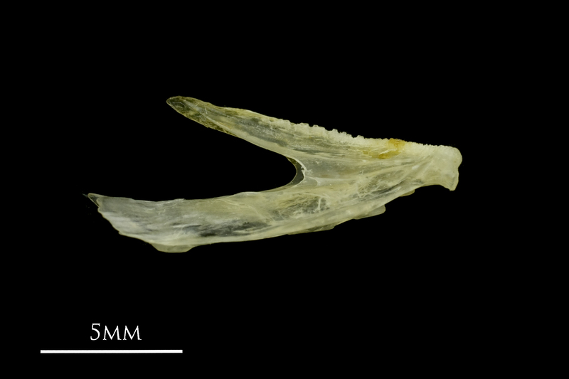 Ruffe dentary medial view