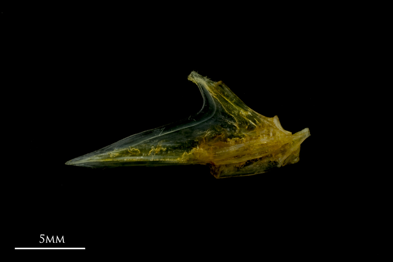 Grey gurnard articular lateral view