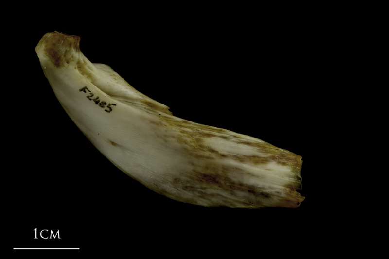 European conger epihyal medial view