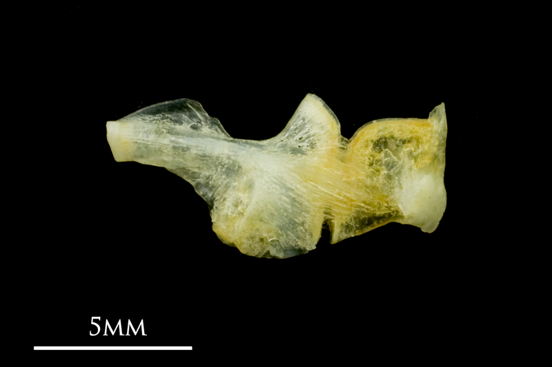 Common sole ceratohyal epihyal complex lateral view