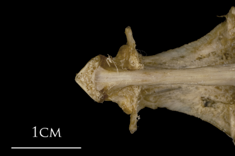 White grouper parasphenoid basioccipital vomer complex ventral view