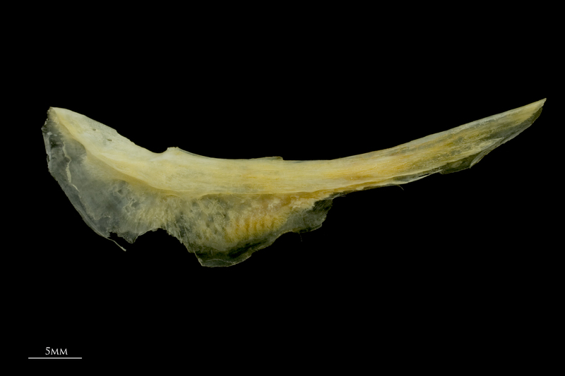 Gilthead seabream preopercular lateral view