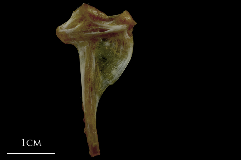 Spanish mackerel hyomandibular medial view