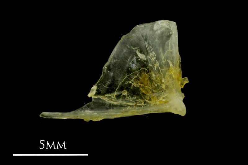 Ruffe quadrate medial view