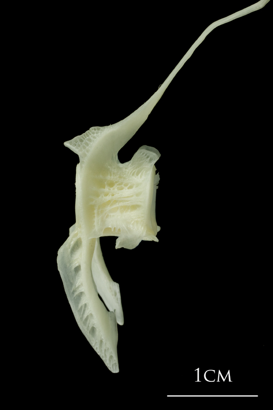 Pollack precaudal vertebra lateral view