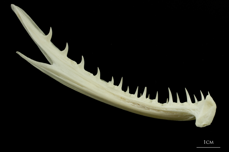 Angler fish dentary medial view