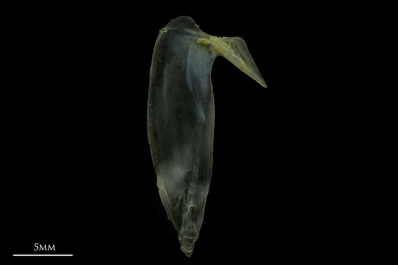 Black seabream subopercular lateral view