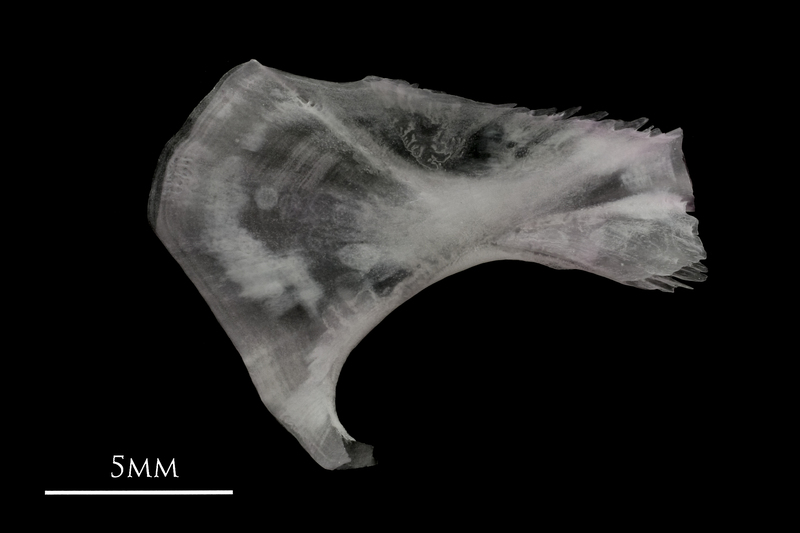 Parrot fish ceratohyal medial view