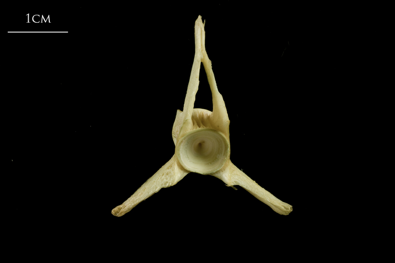 European hake precaudal vertebra anterior view