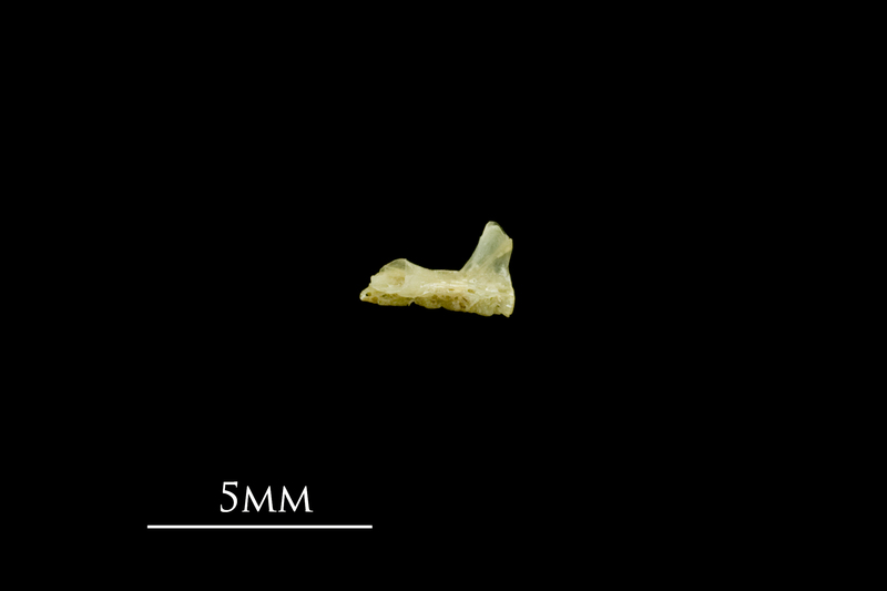 Five-Bearded Rockling premaxilla lateral view