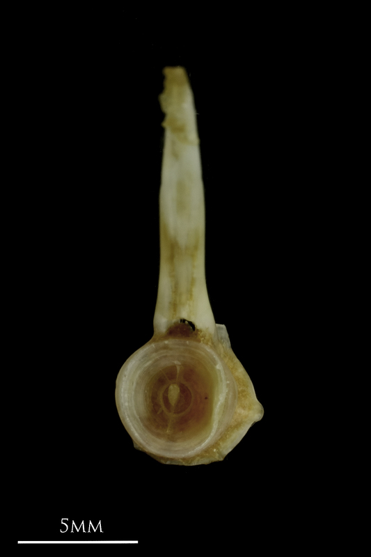 Couch's seabream caudal vertebra posterior view