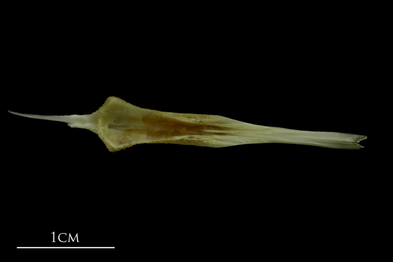 Mediterranean moray parasphenoid dorsal view