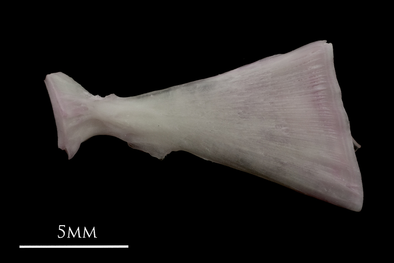 Parrot fish ultimate vertebra lateral view