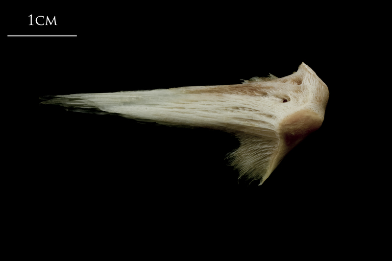 Atlantic halibut vomer ventral view