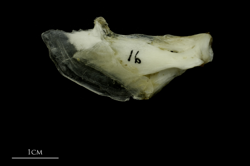 Grey Triggerfish opercular medial view