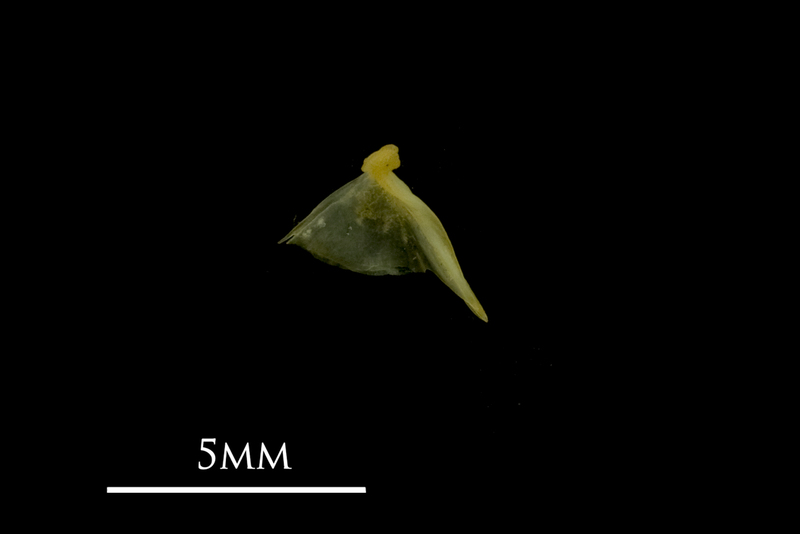 Bullhead quadrate medial view