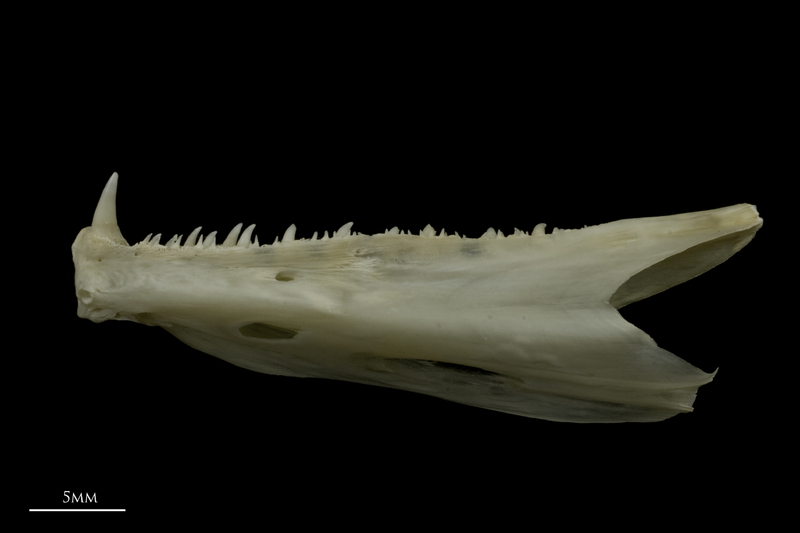 Zander dentary lateral view