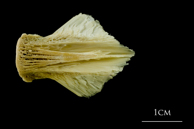 Atlantic cod basioccipital ventral view