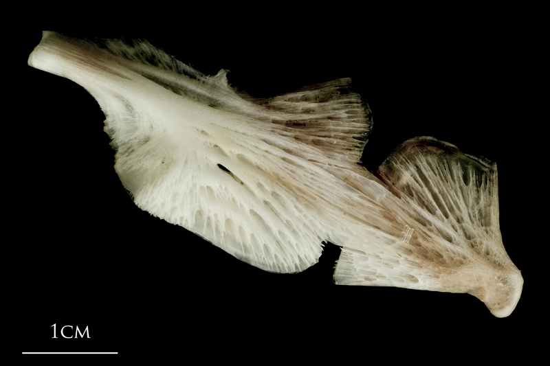 Atlantic halibut ceratohyal epihyal complex lateral view