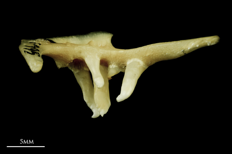 Chub pharyngeal ventral view