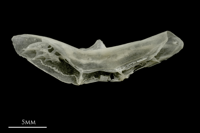 Sandsmelt preopercular lateral view