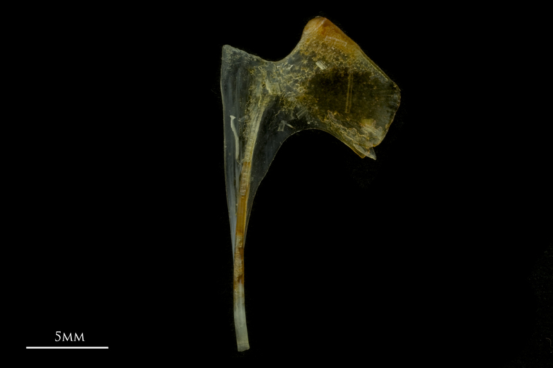 Black seabream coracoid lateral view