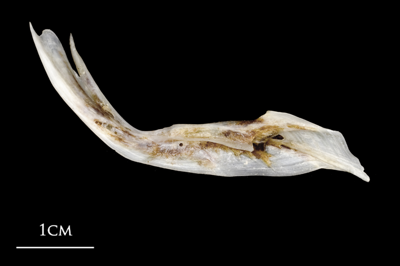 Sea scorpion cleithrum medial view