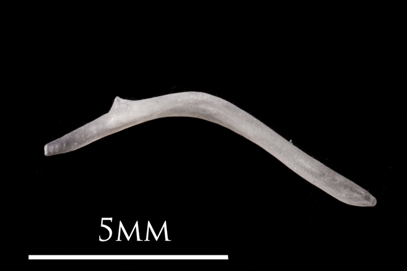 European eel maxilla lateral view