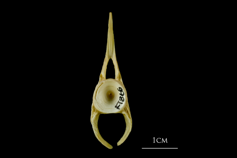 Atlantic cod precaudal vertebra anterior view